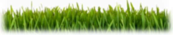 image of grass.