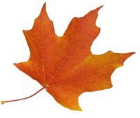 A maple leaf
