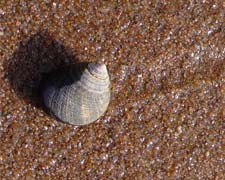 Photo of a snail.